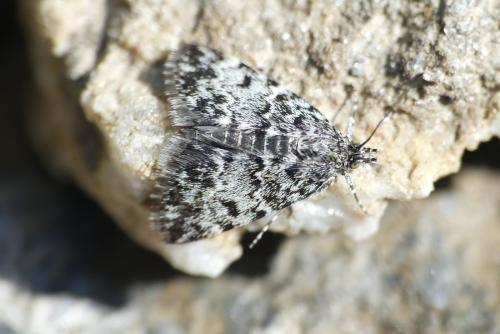 Orenaia alpestralis